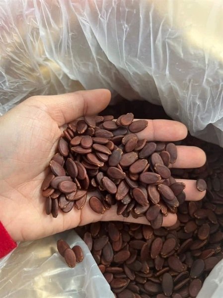 Hạt dưa 500g